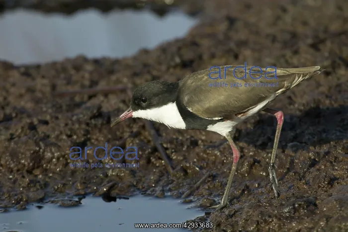: Red-kneed Dotterel : Red-kneed Dotterel