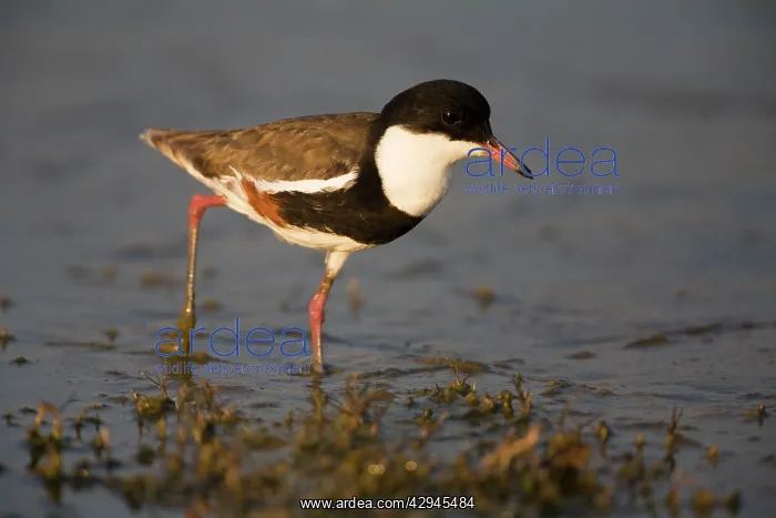 : Red-kneed Dotterel : Red-kneed Dotterel