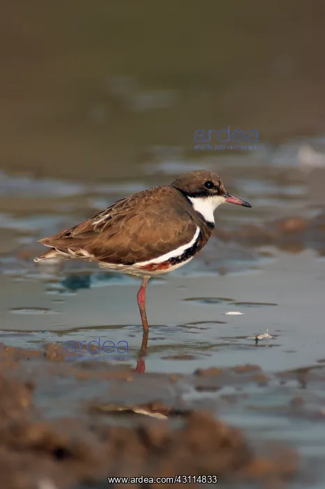  : Red-kneed Dotterel