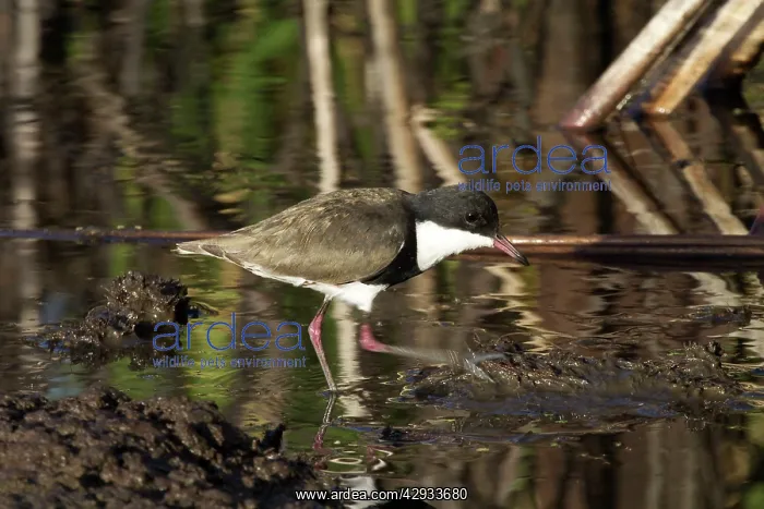 : Red-kneed Dotterel - Note foot trembling to disturb prey : Red-kneed Dotterel - Note foot trembling to disturb prey