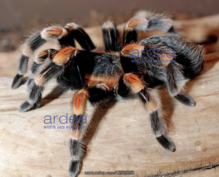 : Red-kneed Tarantula : Red-kneed Tarantula