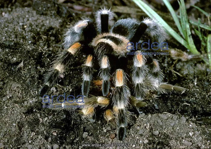 : Red-Kneed Tarantula Molting : Red-Kneed Tarantula Molting