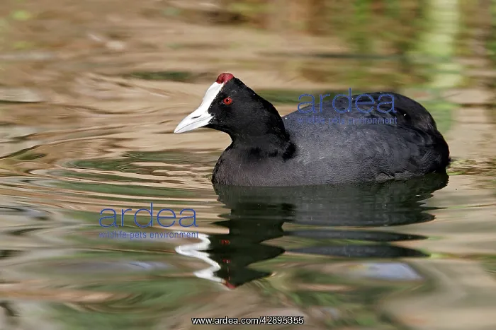 : Red-knobbed Coot : Red-knobbed Coot