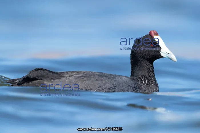 : Red-knobbed Coot (Fulica cristata), side view of : Red-knobbed Coot (Fulica cristata), side view of