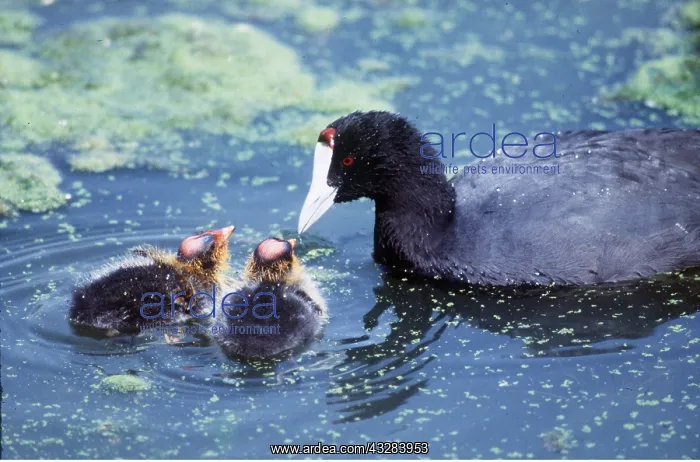 : Red-knobbed COOT - in water with chicks : Red-knobbed COOT - in water with chicks
