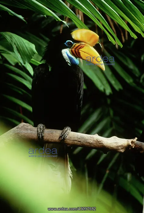 : Red-knobbed Hornbill : Red-knobbed Hornbill