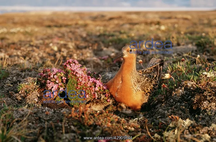  : Red Knot (Calidris canutus). N. E. Greenland