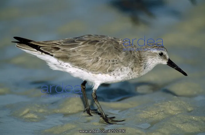 : Red Knot (Calidris canutus). in winter plumage : Red Knot (Calidris canutus). in winter plumage