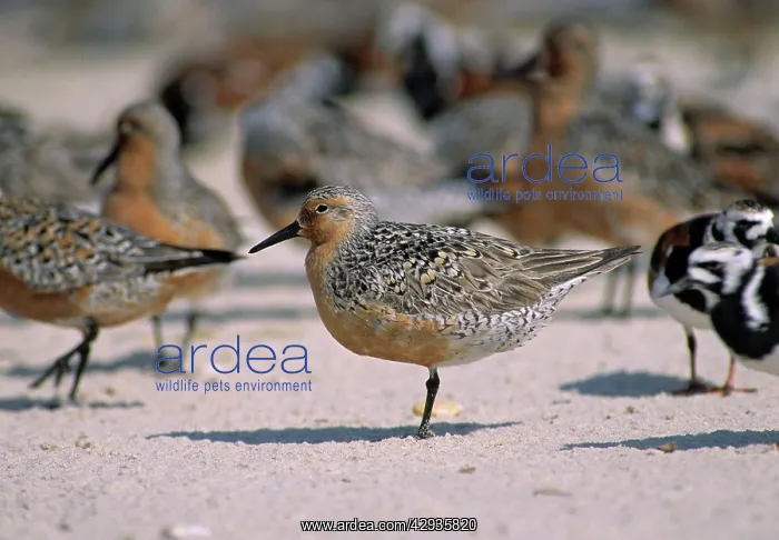 : Red Knot (Calidris canutus). Reeds Beach, New Jersey, USA : Red Knot (Calidris canutus). Reeds Beach, New Jersey, USA