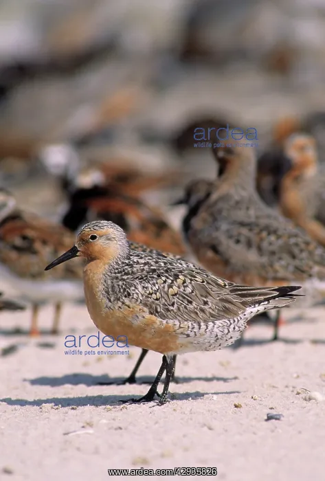  : Red Knot (Calidris canutus). Reeds Beach, New Jersey, USA