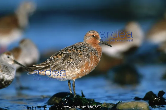 : Red Knot. Red knot (Calidris canutus) in Connecticut in the spring : Red Knot. Red knot (Calidris canutus) in Connecticut in the spring