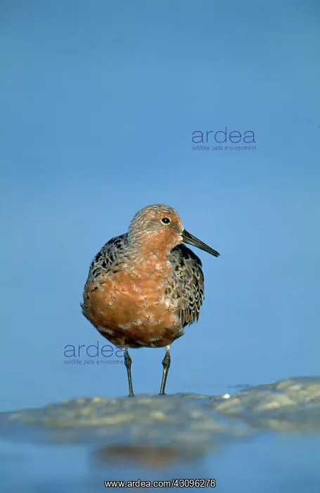 : Red Knot. Red knot (Calidris canutus) on a Florida mudflat in spring : Red Knot. Red knot (Calidris canutus) on a Florida mudflat in spring