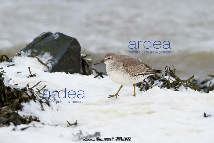 : Red Knot (Calidris canutus) standing in the snow at the coast : Red Knot (Calidris canutus) standing in the snow at the coast