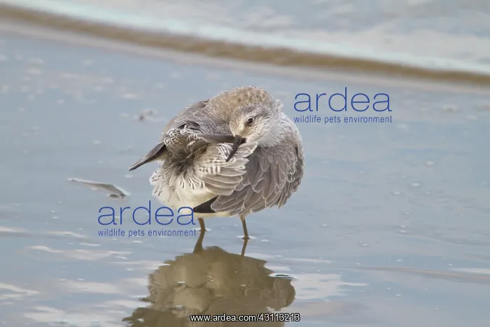 : Red Knot (Calidris canutus) cleansing on mudflat : Red Knot (Calidris canutus) cleansing on mudflat