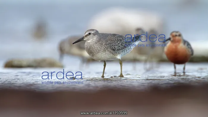  : Red Knot (Calidris canutus) group standing on flooded limestone slab
