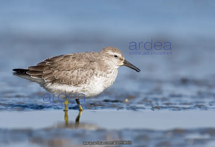 : Red Knot (Calidris canutus) foraging in the mud at coastline : Red Knot (Calidris canutus) foraging in the mud at coastline