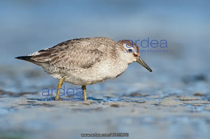  : Red Knot (Calidris canutus) foraging in the mud at coastline