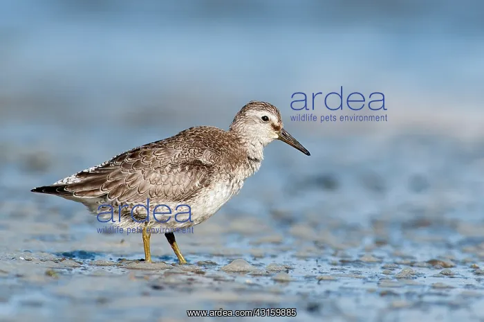 : Red Knot (Calidris canutus) foraging in the mud at coastline : Red Knot (Calidris canutus) foraging in the mud at coastline
