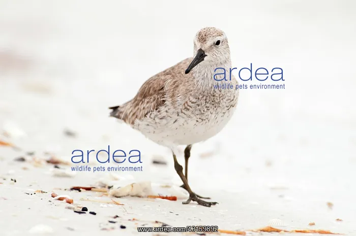 : Red Knot (Calidris canutus) foraging on the beach : Red Knot (Calidris canutus) foraging on the beach