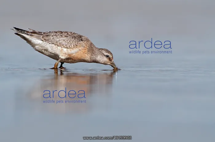  : Red Knot (Calidris canutus) foraging in the mud at coastline