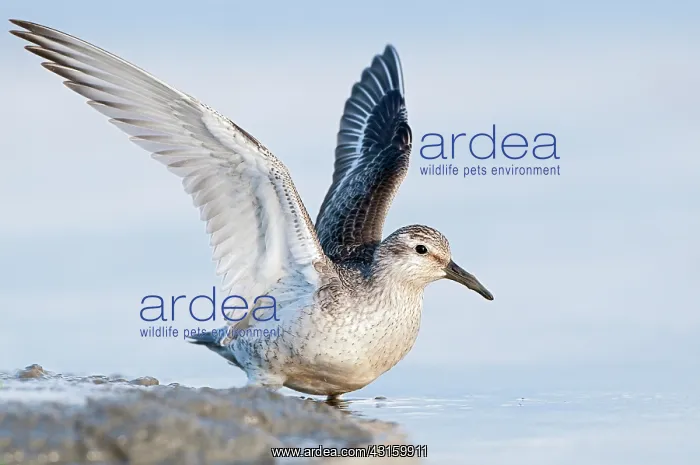 : Red Knot (Calidris canutus) foraging in the mud at coastline : Red Knot (Calidris canutus) foraging in the mud at coastline