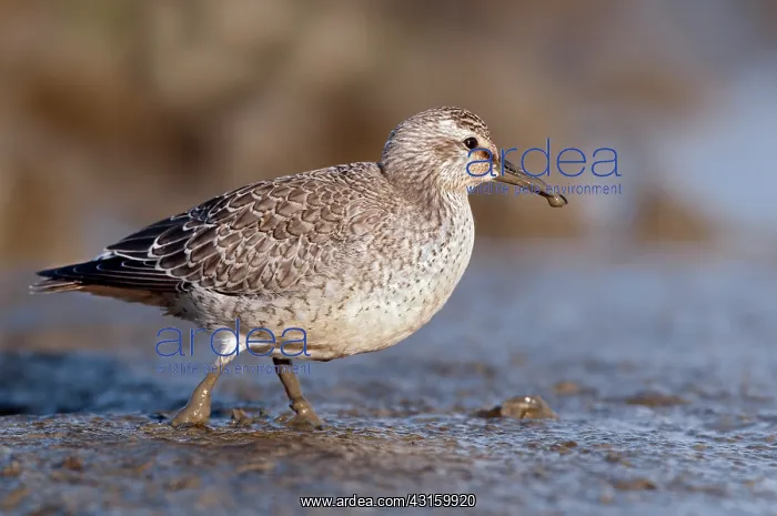 : Red Knot (Calidris canutus) foraging in the mud at coastline : Red Knot (Calidris canutus) foraging in the mud at coastline