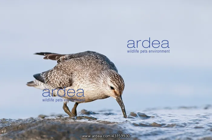  : Red Knot (Calidris canutus) foraging in the mud at coastline