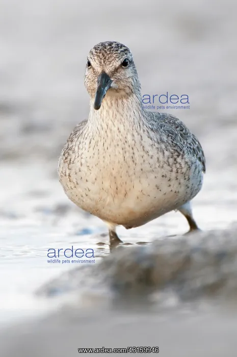 : Red Knot (Calidris canutus) foraging in the mud at coastline : Red Knot (Calidris canutus) foraging in the mud at coastline
