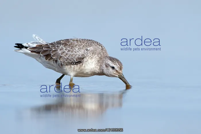 : Red Knot (Calidris canutus) foraging in the mud at coastline : Red Knot (Calidris canutus) foraging in the mud at coastline