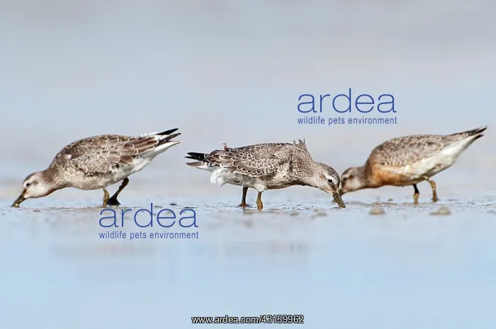 : Red Knot (Calidris canutus) group foraging in the mud at coastline : Red Knot (Calidris canutus) group foraging in the mud at coastline