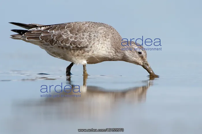 : Red Knot (Calidris canutus) foraging in the mud at coastline : Red Knot (Calidris canutus) foraging in the mud at coastline