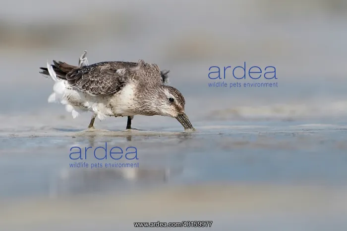 : Red Knot (Calidris canutus) foraging in the mud at coastline : Red Knot (Calidris canutus) foraging in the mud at coastline