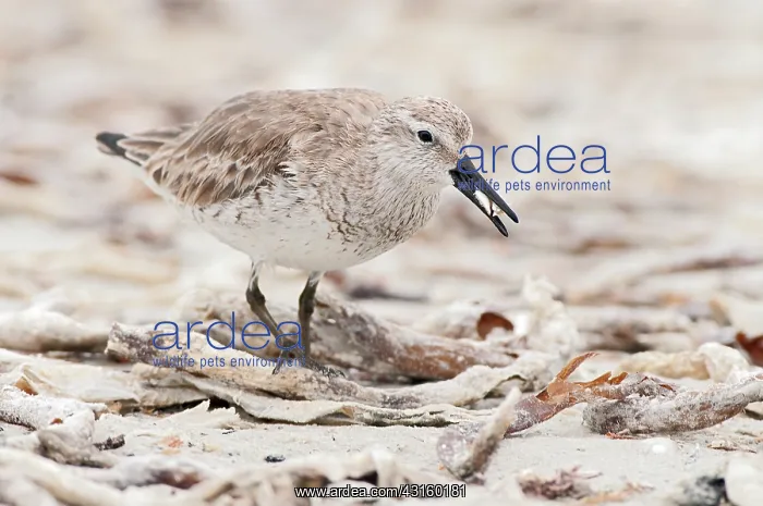 : Red Knot (Calidris canutus) in winterplumage : Red Knot (Calidris canutus) in winterplumage