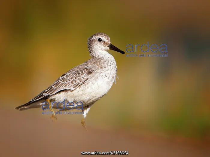 : Red Knot (Calidris canutus) walking : Red Knot (Calidris canutus) walking