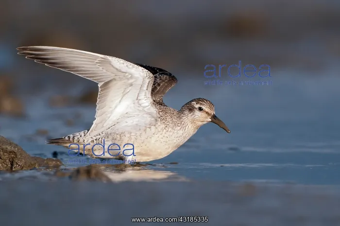 : Red Knot (Calidris canutus) foraging in the mud at the coast : Red Knot (Calidris canutus) foraging in the mud at the coast