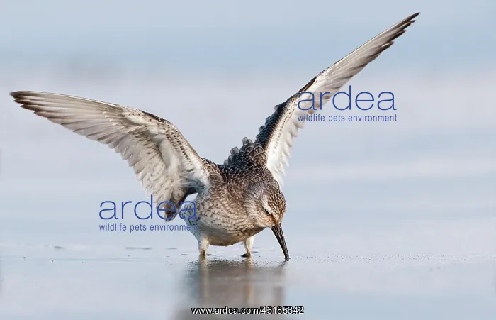 : Red Knot (Calidris canutus) foraging in the mud at the coast : Red Knot (Calidris canutus) foraging in the mud at the coast