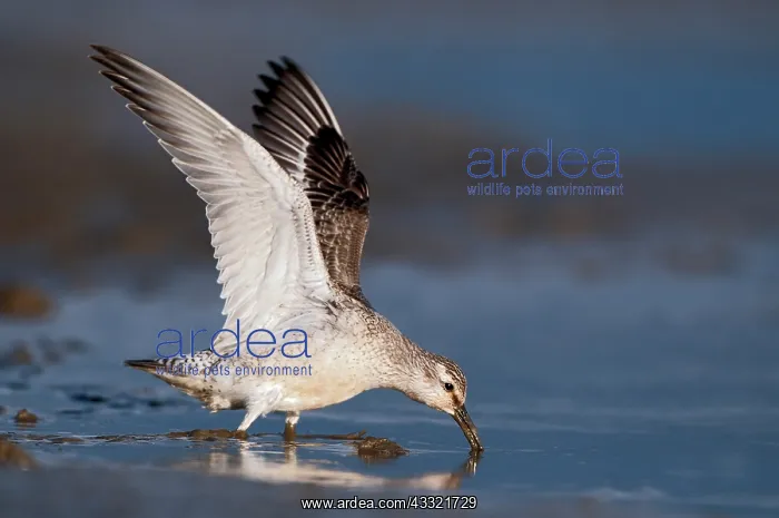 : Red Knot (Calidris canutus) foraging in the mud at the coast : Red Knot (Calidris canutus) foraging in the mud at the coast
