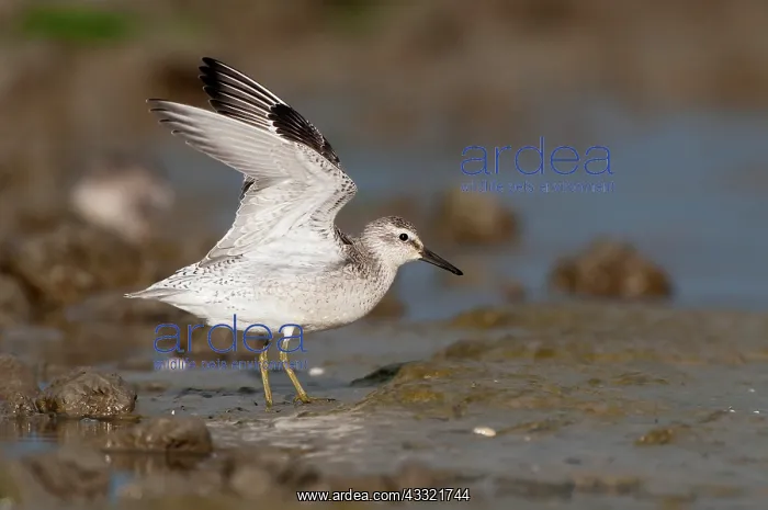 : Red Knot (Calidris canutus) foraging in the mud at the coast : Red Knot (Calidris canutus) foraging in the mud at the coast