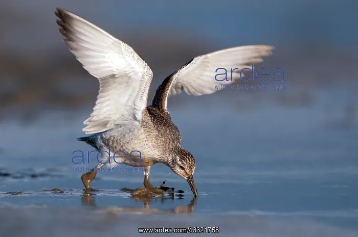 : Red Knot (Calidris canutus) foraging in the mud at the coast : Red Knot (Calidris canutus) foraging in the mud at the coast