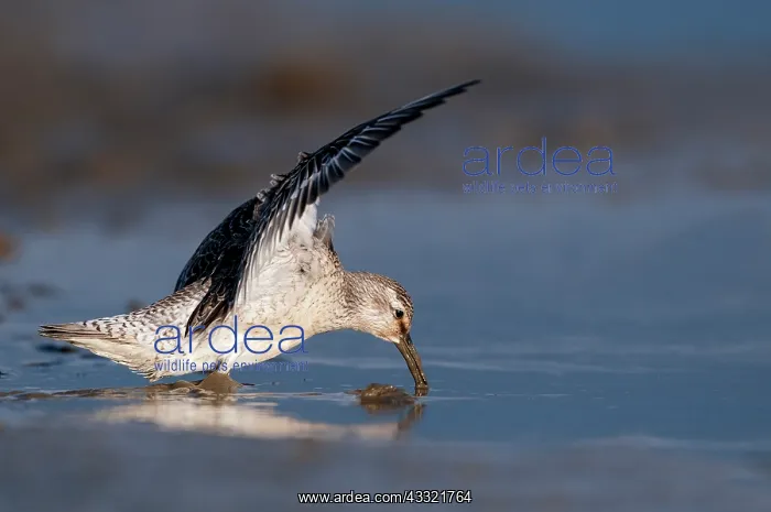  : Red Knot (Calidris canutus) foraging in the mud at the coast