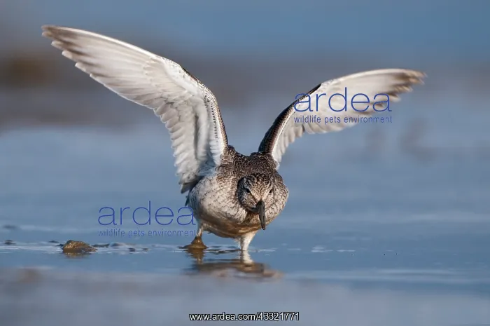 : Red Knot (Calidris canutus) foraging in the mud at the coast : Red Knot (Calidris canutus) foraging in the mud at the coast