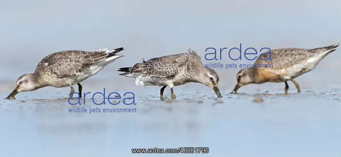 : Red Knots (Calidris canutus) foraging in the mud at the shoreline : Red Knots (Calidris canutus) foraging in the mud at the shoreline