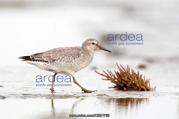  : Red Knot (Calidris canutus) foraging in the mud at the coast