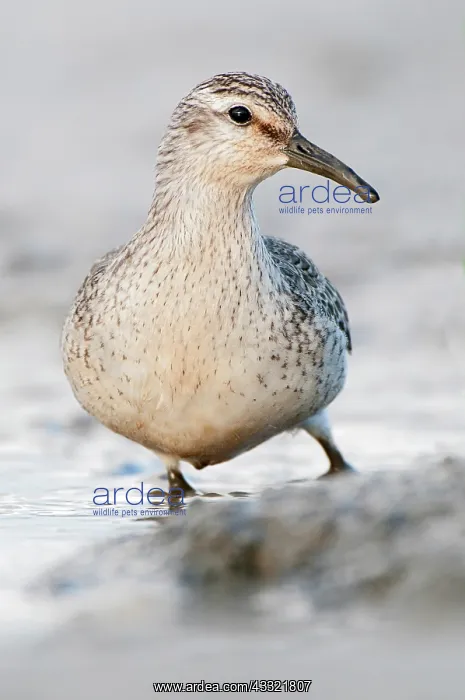 : Red Knot (Calidris canutus) foraging in the mud at the coast : Red Knot (Calidris canutus) foraging in the mud at the coast