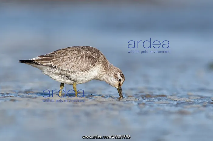 : Red Knot (Calidris canutus) foraging in the mud along the coastline : Red Knot (Calidris canutus) foraging in the mud along the coastline