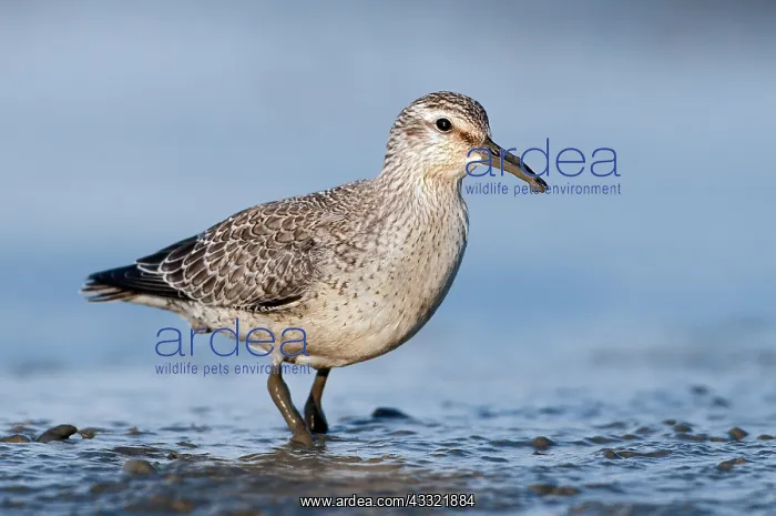 : Red Knot (Calidris canutus) foraging in the mud along shoreline : Red Knot (Calidris canutus) foraging in the mud along shoreline