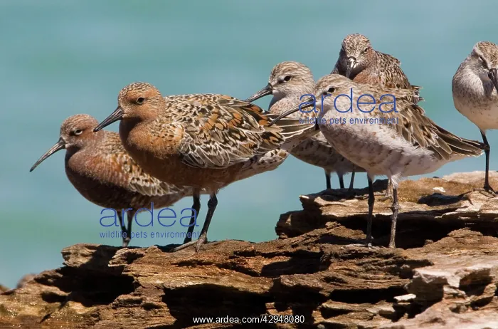 : Red Knot in breeding plumage : Red Knot in breeding plumage