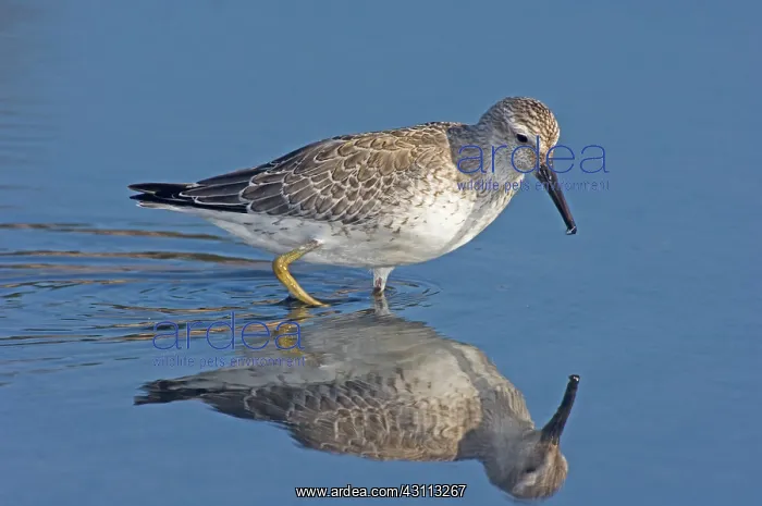 : Red Knot (Calidris canutus) : Red Knot (Calidris canutus)