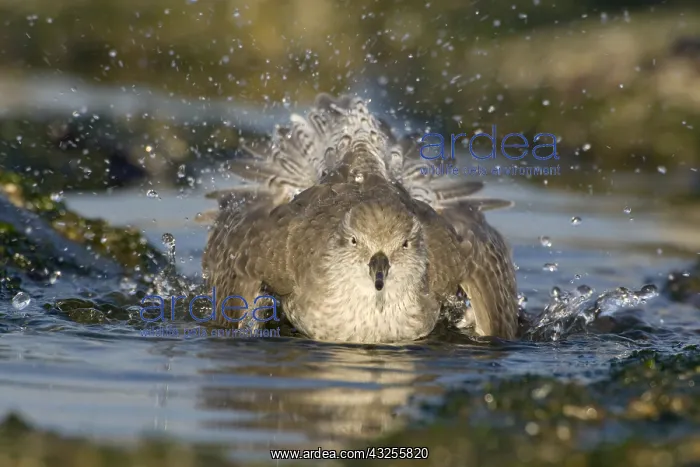 : Red Knot (Calidris canutus) bathing, Den Helder : Red Knot (Calidris canutus) bathing, Den Helder