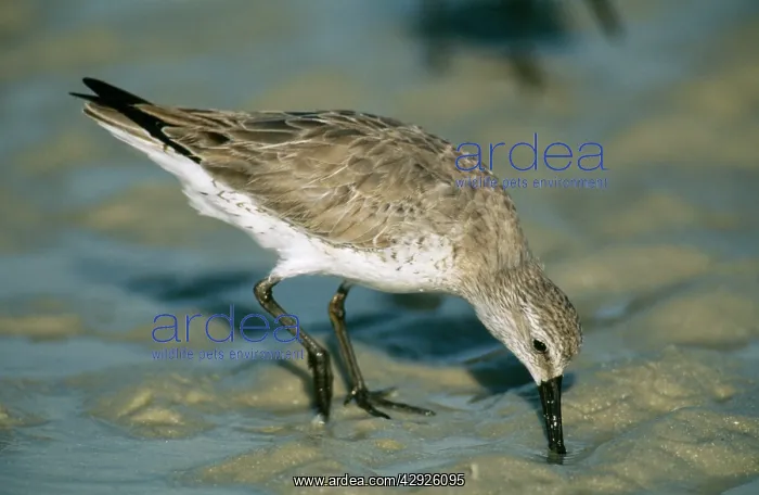 : Red Knot - drinking : Red Knot - drinking